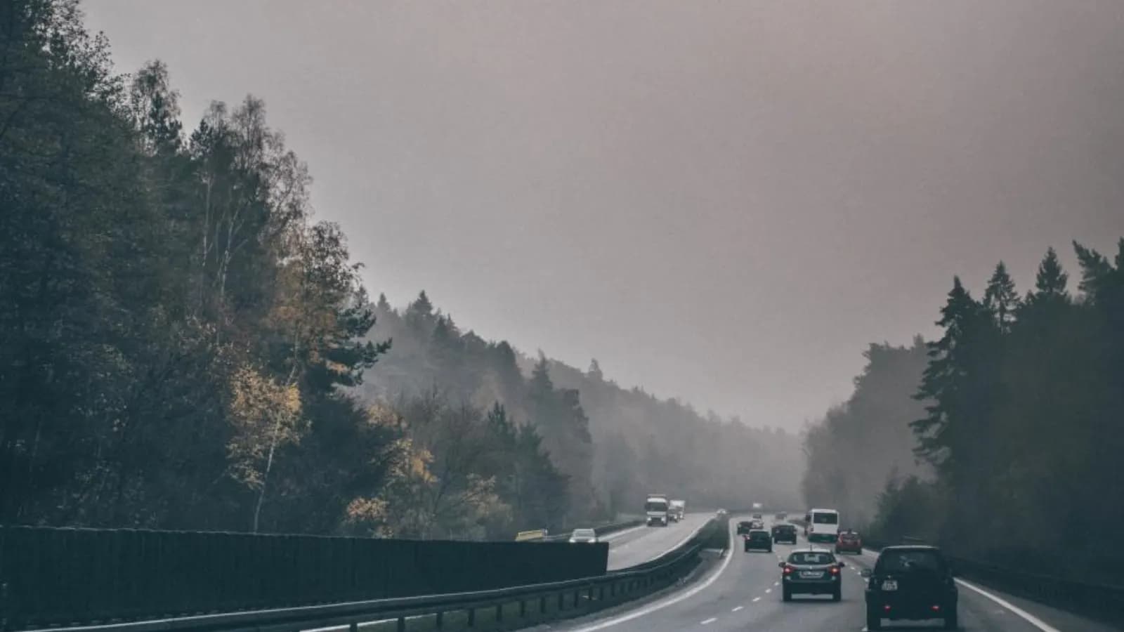 Cars driving along a misty highway lined with pine trees